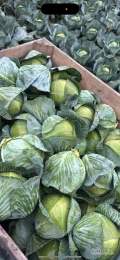 Sprzedam 250t kapusty do otwarcia z KA, towar po sf. Odmiany prodikos i zenon kaliber 1-3 typowy market, ładna zdrowa wyrównana głowa bez...