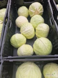 Kapusta biała 1-3,5 kg kartonbox 2,3 netto. Jednorazowo nie więcej niż 6 ton.