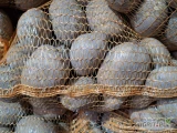 Sprzedam ziemniaki jadalne odmiana: Jurek kaliber 45+ z jasnej ziemi. Pakowane w worek 15kg ilość tirowe