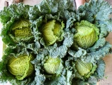 Witam. Sprzedam piękną kapustę Włoską 6 szt w łuszczkę. Towar bez oznak chorób i robaka czysty głąb i liście, waga ok 1.5-2kg....
