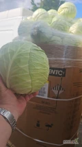Witam sprzedam kapuste przemysłową i marketową ilości tirowe w karton box zainteresowanych zapraszam 