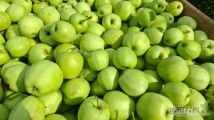 Sprzedam jabłka GOLDEN DELICIOUS na soki, musy.  Cena 95 gr za kg. Kontakt w godz.8-20 