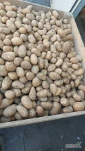 Sprzedam ziemniaki jadalne odmiany Soraya kal 55+ opakowanie bb  lub luz