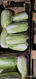Sprzedam kapustę pekińska 0.5‐2kg ilości paletowe 