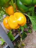 Sprzedam paprykę żółta klasa 1. 