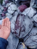 Sprzedam kapustę czerwona zdrowy towar ilości mniejsze i większe pakowanie do uzgodnienia worek 10 lub 20 kg big bag karton