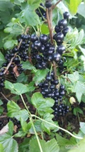 Sprzedam ok 2 tony ekologicznej  czarnej porzeczki planowany zbior środa lub czwartek 