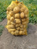 Witam sprzedam ziemniaki młode jadalne odmiana Queen Anna 