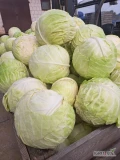 Sprzedam kapustę białą na przemysł duże główki odmiana Report. Możliwy transport. 