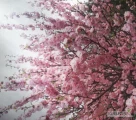 Sprzedam sadzonki migdałka Prunus triloba w formie piennej i krzaczastej.