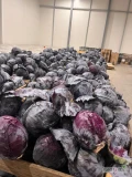Sprzedam kapustę czerwoną kaliber 1-5-4kg