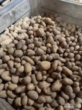 Ziemniaki paszowe, odsort po sortowaniu, mały drobny krzywy uszkodzony, bez kamieni bez zgniłych, z chłodni po szczotkarce. Duże...
