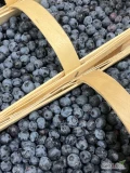 Sprzedam borówkę Bluecrop co dzień 1000-1500 kg 