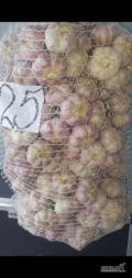 Sprzedam 600 sztuk suchego czosnku odmiany Harnaś z chłodni, kaliber 5,5 w plusie, twarde główki. Czosnek aromatyczny, nadaje się...