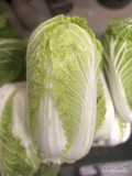 Sprzedam kapustę pekińską kaliber 0,7-2kg, 