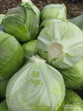 sprzedam kapustę Storidor. jakość handlowa, około 40 ton 
