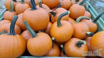 Kupię dynię hallowen kal. 1-4 kg, 4-10 kg w ilości około 8 ton. Ładnie wybarwione, z długim zielonym ogonem.