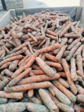 Sprzedam marchew import Holandia do mycia z dostawą do klienta lub odbiór osobisty . Jakość marketowa oraz dla przemysłu. 