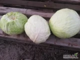 Sprzedam kapustę na przemysł dziurawa w głąbie. Ilość około 2 ton. 