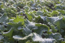 Jak ograniczyć wymywanie azotu i wydłużyć jego działanie?