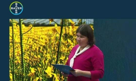 Bayer: Nowe zaprawy i odmiany rzepaku