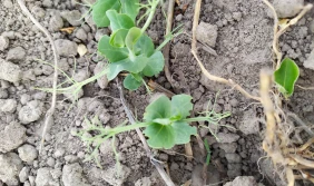 Oprzędziki na grochu powyżej progu szkodliwości