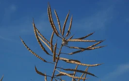 KZPRiRB: rzepak bez odbicia cen w kończącym się tygodniu