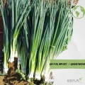 We’re excited to announce that the season for premium Spring Onion (Scallions) has officially started!