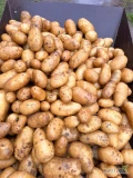Sprzedam ziemniaki queen anna z jasnej ziemi