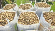 Sprzedam Ziemniaka Mazur.Gruby towar, w big bag lub worek 15kg