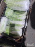 Sprzedam kapustę pekińska. Kalibraz 0.5 - 2 kg