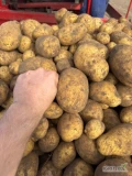Sprzedam ziemniaki Lilly 50+, z jasnej ziemi, idealne na mycie. Opakowanie do ustalenia. Podana cena za bb do dogadania.