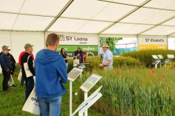 Takie były Pola Klasy S firmy Syngenta w Kostrogaju