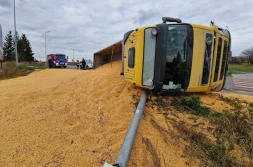 Kukurydza rozsypała się na drogę