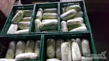 Sprzedam kapustę pekinską 0,5-1,8kg. Cena bez opakowania.Badania na pozostałości.