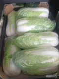 Sprzedam paletowe ilości kapusty pekińskiej, bez robaka, bez chorób, długa ;)