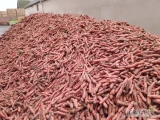 Sprzedam marchew import . Towar brudny lub myty. Ilości tirowe. Jakość market. 