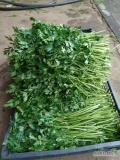 Sprzedam piękną natkę pietruszki na kg ,duże ilości!