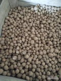 Witam, sprzedam około 1,5 tony ziemniaka skrobiowego odmiana Skawa kaliber 2.5-4