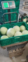 Sprzedam kapuste białą od 1kg do 3.5 na market opakowanie do uzgodnienia mozliwy transport okolice błaszek i sieradza