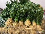 Sprzedam seler korzeniowy z nacią. Kal 5+ duże ilości 