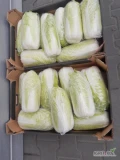 Sprzedam kapustę pekińską z chłodni. Towar zdrowy, jakość marketowa. Badania na pozostałości. Cena i opakowanie do uzgodnienia.