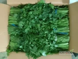 Sprzedam koper/ natkę pietruszki z importu, Uzbekistan, więcej informacji udzielimy telefonicznie. Tel: +48+48 663 918 282