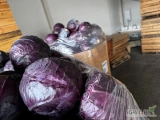 Sprzedam kapustę czerwoną do przemysłu, na przetwórstwo, sałatki, itp. na ten tydzień. Ilość 100 ton. Waga główek od 2-5kg 