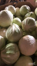 Sprzedam kapustę biała 1-5 kg na przemysł Możliwy transport do uzg 