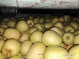 Sprzedam jabłko Golden z KA w niesorcie za każdy kilogram