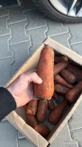 Sprzedam Marchew Gruba na przemysł 2 tiry
