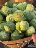 Witam sprzedam kapuste młodą ilości tirowe zainteresowanych zapraszam 