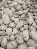 Paszowe ziemniaki bez zgnitych i kamieni 