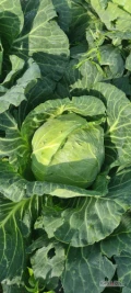 Sprzedam kapuste młodą na przetwórstwo. Ilości całosamochodowe oraz paletowe. 
